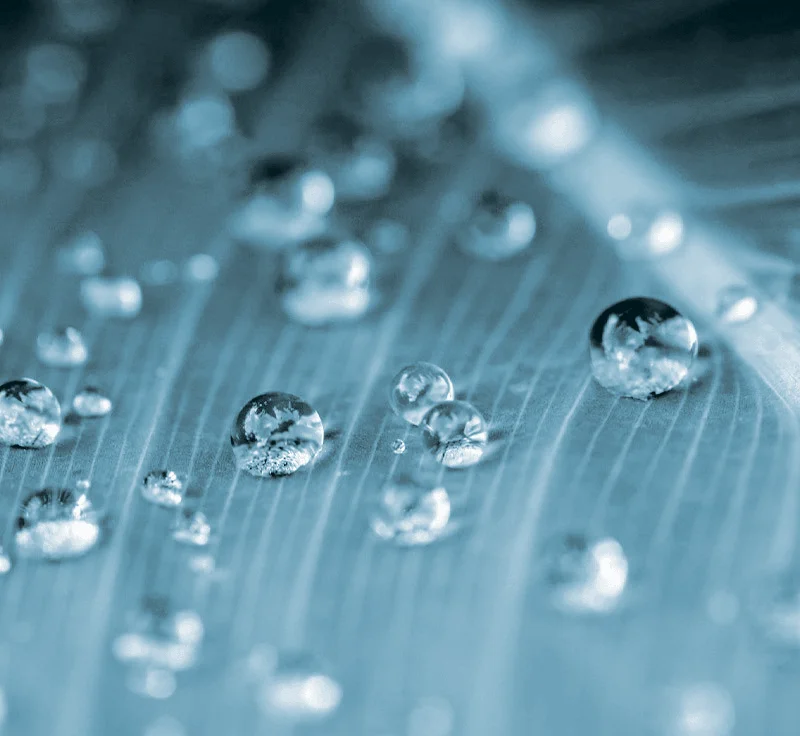 Water droplets on leaf